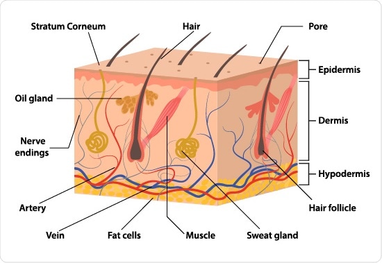 Anatomy of the skin - an illustration  By NeutronStar8