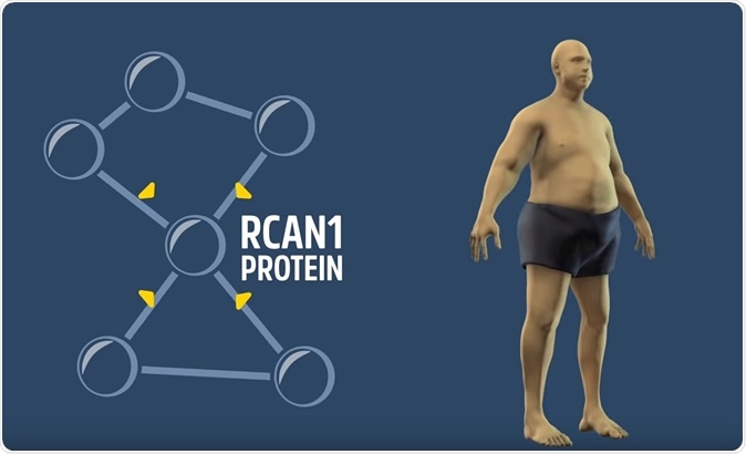 Regulator of Calcineurin 1 helps coordinate whole‐body metabolism and thermogenesis