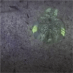 Fluorescing Mantis Shrimp Catching a Fish