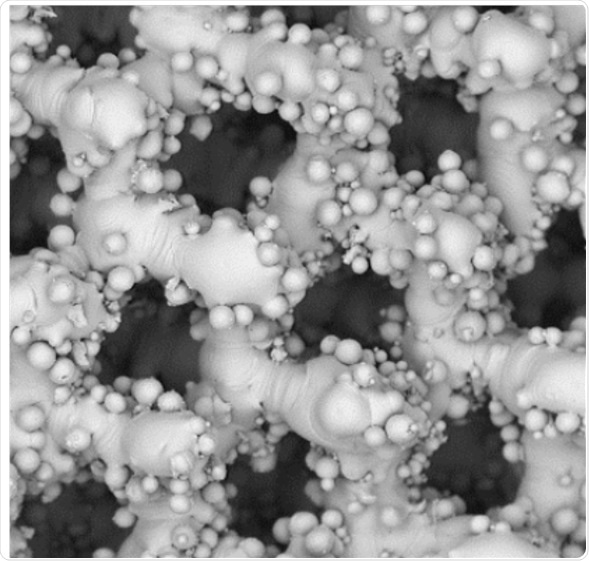 SEM images of scaffold