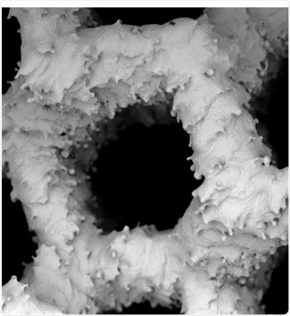 SEM images of scaffold