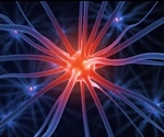 Study sheds light on neuronal responses in ALS