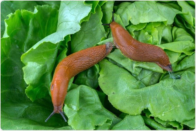 Image Credit: Lisa S. / Shutterstock