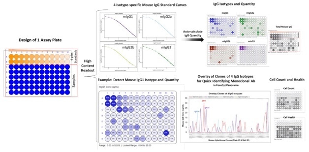 Analysis of High-content Readouts from Hybridoma Samples using Mouse IgG Type and Titer Kit. A single microtiter plate was designed with in-plate 4-plex standards for the top two rows and with hybridoma cell/supernatant samples in the bottom six rows. After data acquisition into the assay template, the analysis algorithm automatically generates four isotype-specific standard curves and IgG concentration is quickly calculated for each sample. The analysis software also provides the IgG isotyping and clone purity information in an overlay line graph in the Panorama function of ForeCyt. Cell count and health/viability is displayed in heat maps or in a data grid.