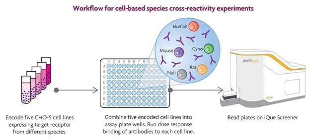 In these experiments, CHO cells were engineered to individually express the same target receptor from different species: human, monkey, rat and mouse (Figure 4). The parent cell line, and lines expressing the species-specific receptors were labeled separately with different concentrations of the encoding dye. The five different cell lines were combined into a single mixture, which was then distributed into wells of the assay plates. After sampling, the differentially encoded cell lines within each well were easily distinguished using ForeCyt software, which enabled the identification of cross reactive antibodies. In these experiments, each 96-well assay plate contained 12 antibodies, tested at 8 concentrations each. Each well contained five encoded cell lines.