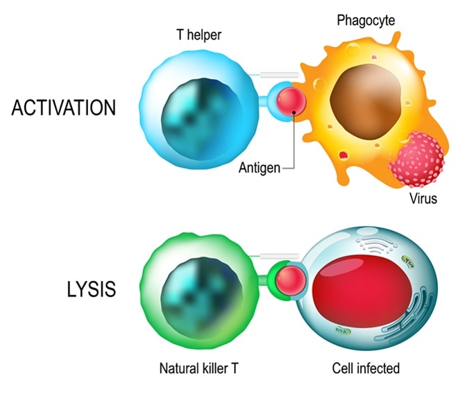 T-cell. Activation and lysis of the leukocytes. T cells direct and regulate immune responses and attack infected or cancerous cells. Image Credit: Designua / Shutterstock