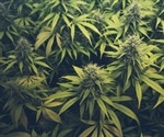 Smoking cessation drug shows promise for treating cannabis use disorder