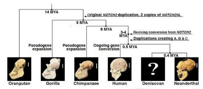 Evolutionary history of NOTCH2NL genes in the great ape lineage. Image Credit: Fiddes et al./Cell DOI: 10.1016/j.cell.2018.03.051