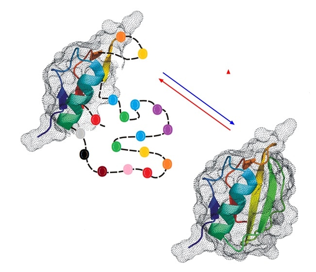 Partial unfolding or inherent disorder may interfere with biological activity