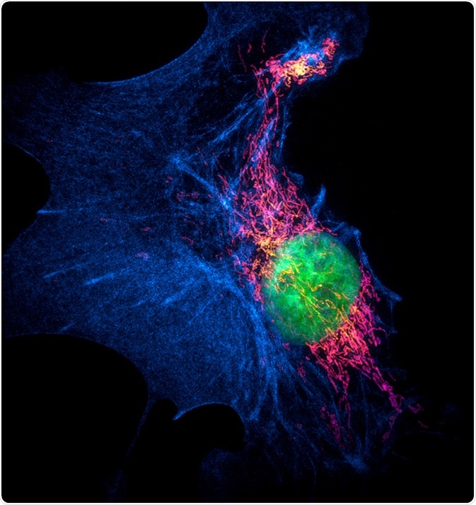 Structured illumination microscopy (SIM) images of a bovine pulmonary artery endothelial cell stained with fluorescent dyes for mitochondria, actin, nucleus. Maximum intensity projection of a z-stack. Image Credit: Micha Weber / Shutterstock