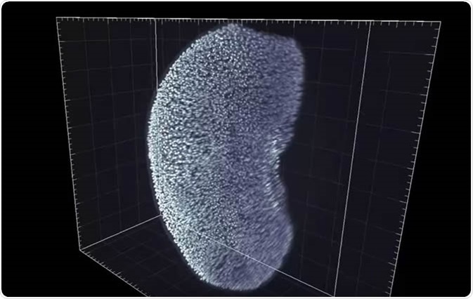 iDISCO: Adult mouse kidney, screen capture via https://www.youtube.com/watch?v=HCdSCMlNafk