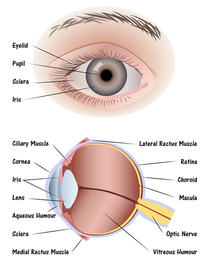 Human Eye Diagram. Image Credit: Pablofdezr / Shutterstock