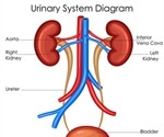 Structure of the Bladder