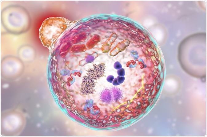 Illustration of a cell undergoing autophagy - By Kateryna Kon