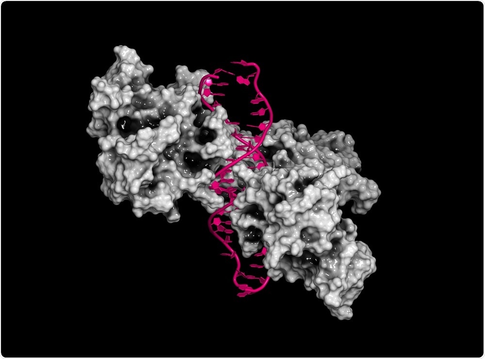 Transcription factor bound to DNA