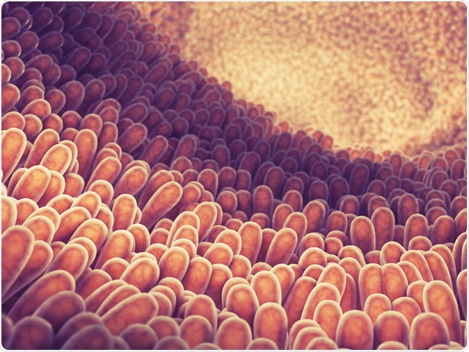 Intestine lining and villi illustration. Image Credit: nobeastsofierce / Shutterstock