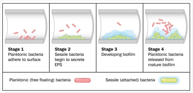 Biofilm formation by free-floating bacteria in the lumen of a tube. Image Credit: Blamb / Shutterstock