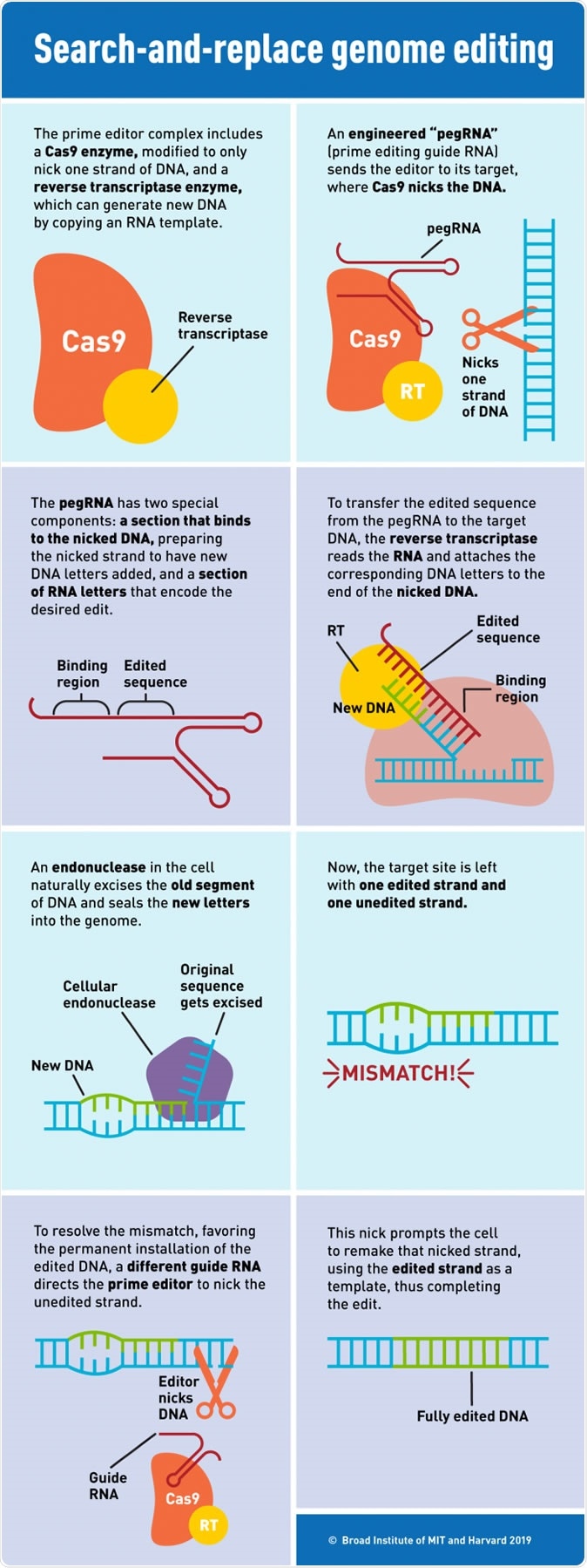 Prime Editing: Search-and-replace genome editing