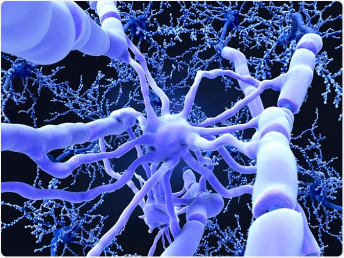 Oligodendrocyte forms insulating myelin sheaths around neuron axons in the central nervous system. Myelin increases the impulse speed and decreases the capacitance of the axon membrane. Image Credit: Juan Gaertner / Shutterstock
