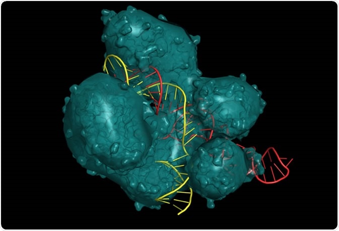 CRISPR/Cas9 system for editing, regulating and targeting genomes. The Cas9 protein uses a gRNA (guide RNA) sequence to cut DNA at a complementary site. Molecular structure - RNA in red, DNA in yellow - Illustration Credit: ibreakstock / Shutterstock