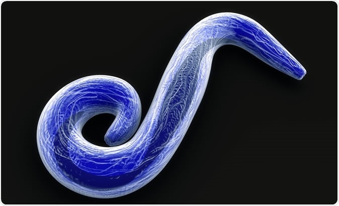 Plasmodium falciparum 3d illustration - Illustration Credit: sciencepics / Shutterstock