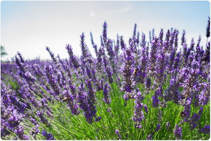 Lavender bush. Image Credit: Neirfy / Shutterstock