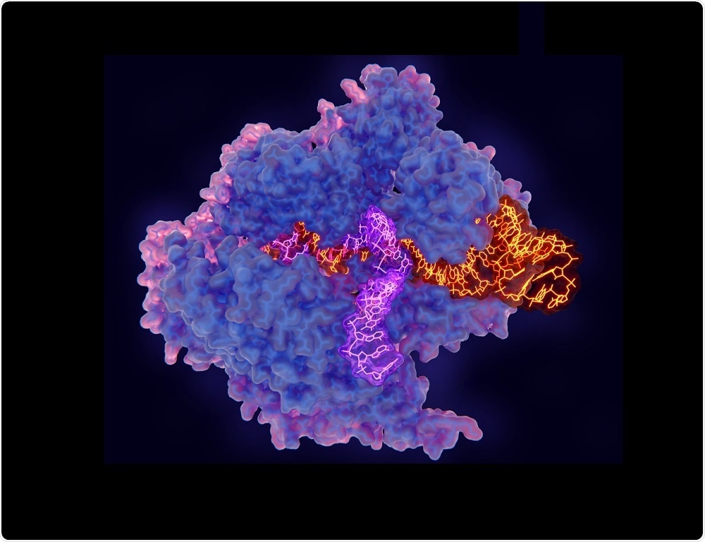 the cas9 enzyme is used to cut DNA in CRISPR gene-editing