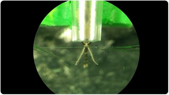 Common bug repellent may chemically