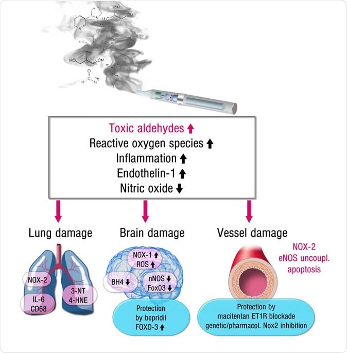 This is an image showing the mechanisms for how e-cigarettes damage the brain, blood vessels and lungs. Credit: European Heart Journal