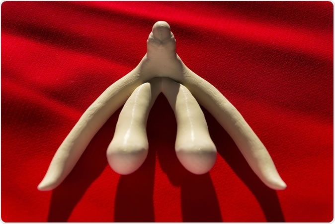 3d printed model of female sex organ clitoris. Image Credit:  josefkubes / Shutterstock