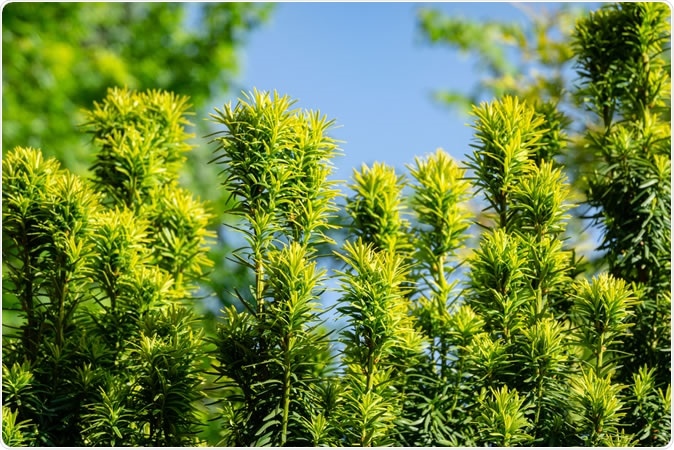 New bright green with yellow stripes foliage on yew Taxus baccata Fastigiata Aurea (English yew, European yew). Image Credit: Marinodenisenko / Shutterstock
