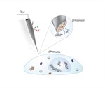 Novel nanopipette pH biosensor could help with cancer diagnosis and treatment
