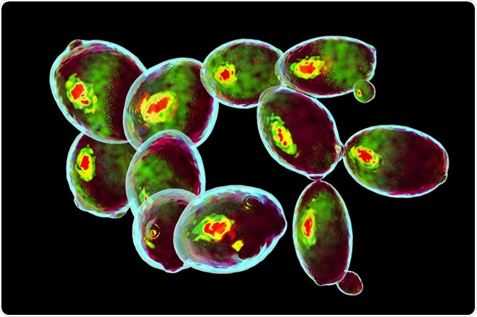 multicolor flow cytometry