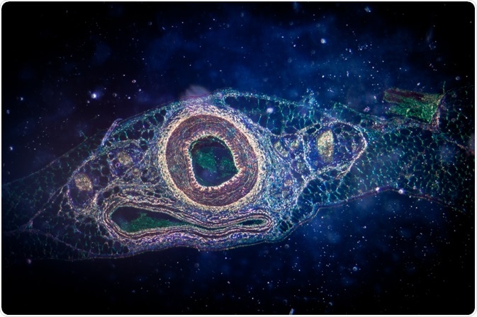 Structure of blood vessel - the cellular microenvionment controls the formation of organs and tissues such as this.