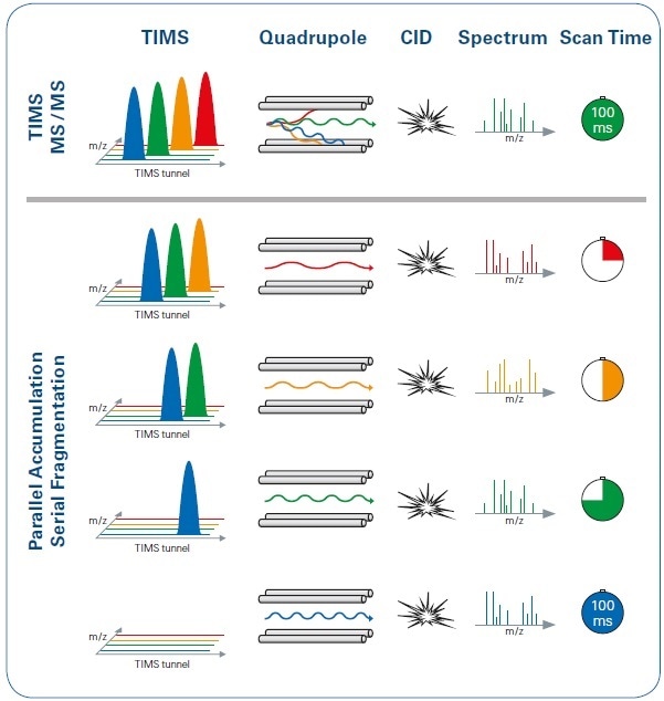 Illustration of the PASEF method in comparison with the standard TIMS MS/MS operation mode, with the same 100 ms timescale. Using PASEF (lower panel), the quadrupole switches its isolation position several times during each ion mobility scan, with multiple precursors isolated and subsequently transferred to the collision cell. In contrast, with the standard TIMS MS/MS approach (upper panel), only one precursor from each TIMS scan is selected.