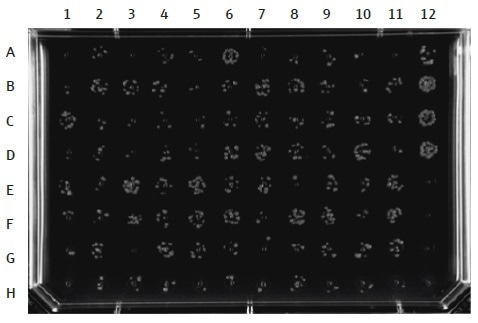 DH5α E. coli clones, grown in a 96-well layout on a single LB agar plate after an automated 96-well transformation with plasmid DNA. The automated transformation method can be used to transform 96 plasmid DNA samples simultaneously. Controls should be included in each transformation experiment. Here, column 12 is used for the controls: A–D = positive control plasmid (with appropriate antibiotic resistance genes); E–H = negative control (no DNA added).