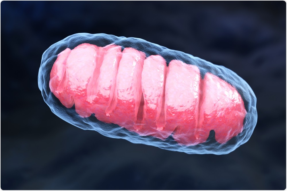 Damaged mitochondria contribute to chronic inflammation