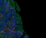 Optimization Tips for Immunohistochemistry and Immunofluorescence