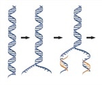 DNA Polymerase Function