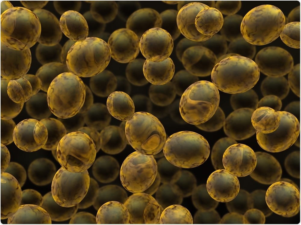 Researchers have discovered ancient species of budding yeasts that have lost dozens of genes that protect against DNA mutation, without no obvious adverse effects.