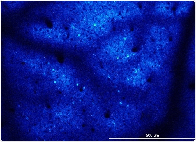 systems neuroscience