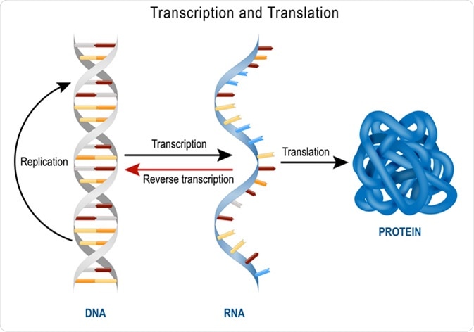 DNA Replication, Protein synthesis, Transcription and translation. Image Credit: Designua / Shutterstock