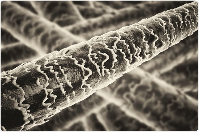 Human hair under microscope illustration. Image Credit: Kateryna Kon / Shutterstock