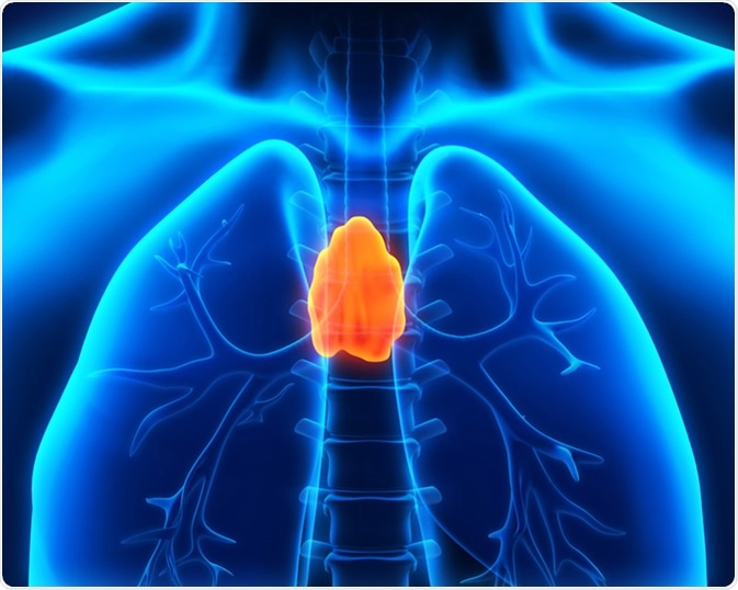 Human Thymus location. Image Credit: Nerthuz / Shutterstock