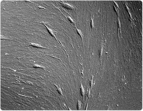 AXT enhances cellular research product portfolio with solutions from StemBioSys