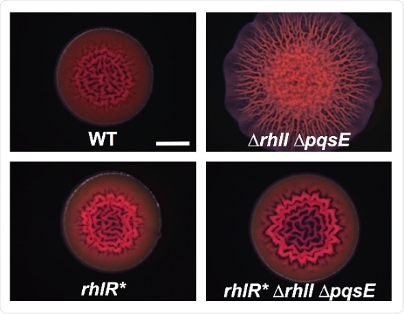 Mutant bacterial receptor could help identify therapeutic compounds that inhibit quorum sensing