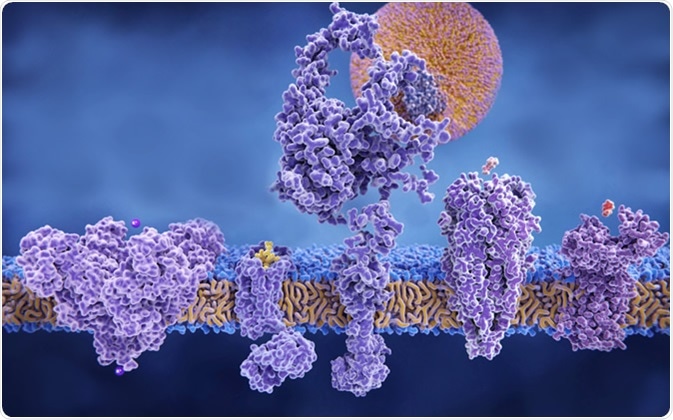 Different structures of membrane proteins: (left to right) Potassium channel, delta-opioid receptor, LDL receptor, acetylcholine receptor, histamine receptor, 3d rendering - Image Credit: Juan Gaertner / Shutterstock