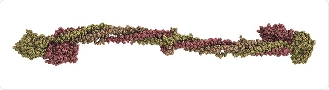 Human fibrinogen blood clot (factor I) protein, chemical structure. Fibrinogen is a soluble plasma enzyme that is converted to fibrin by thrombin. Image Credit: molekuul_be / Shutterstock