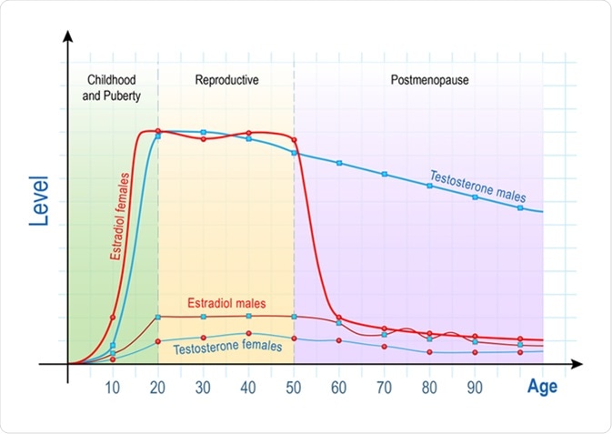 Designua Royalty-free stock illustration ID: 1362318992 Sex hormones and ageing. Levels of Testosterone for males and females, and Estradiol for men and women. Chart of Sex hormone production in human. illustration for educational, biological, science use - Illustration