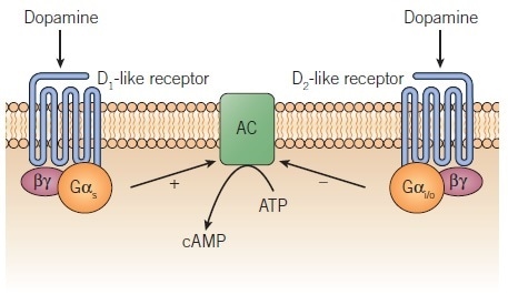 Regulation of adenylyl cyclase by D1 and D2 dopamine receptors.